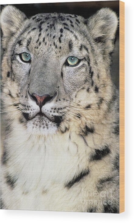 Dave Welling Wood Print featuring the photograph Adult Snow Leopard Panthera Uncia Wildlife Rescue by Dave Welling