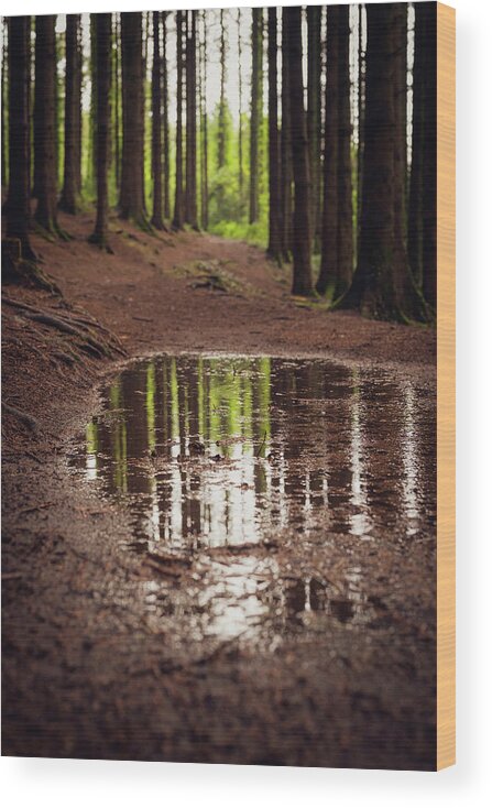 Forest Wood Print featuring the photograph After the rains came by Gavin Lewis