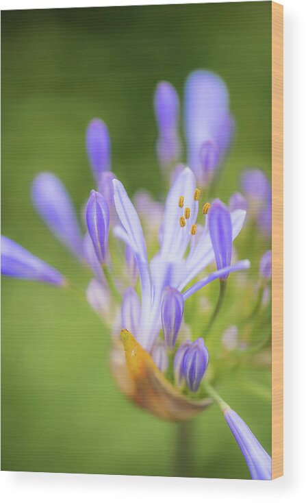 Agapanthus Wood Print featuring the photograph Agapanthus by Alexander Kunz