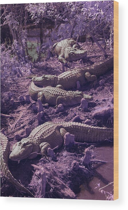 Alligator Wood Print featuring the photograph Alligators by Carolyn Hutchins