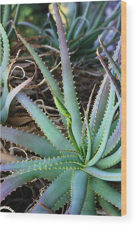 Sharp Wood Print featuring the photograph Aloe by Heather Sullivan
