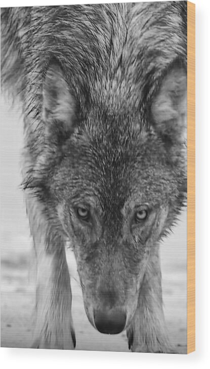 Wolf Wood Print featuring the photograph Alpha by Carolyn Mickulas