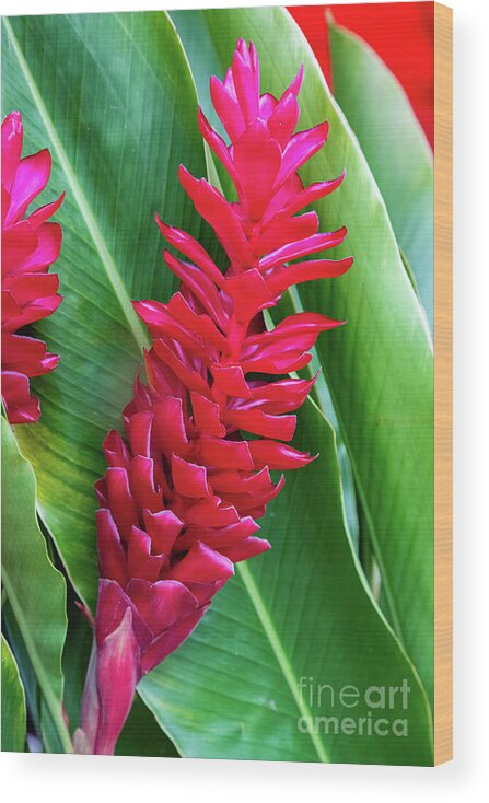 Red Ginger Wood Print featuring the photograph Alpinia purpurata or red ginger by Lyl Dil Creations