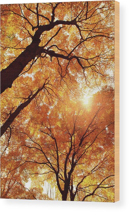  Wood Print featuring the photograph Amber and Gold by Rob Blair