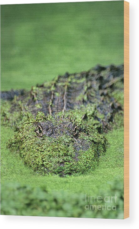 Dave Welling Wood Print featuring the photograph American Alligator In Duckweed Louisiana by Dave Welling