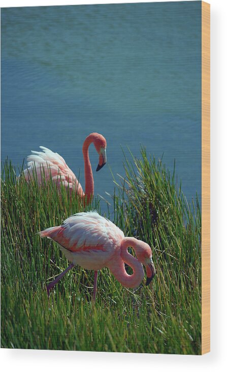 Republic Of Ecuador Wood Print featuring the photograph American Flamingo, Phoenicopterus ruber, Punta Moreno, Isabela Island, Galapagos Islands, Ecuador by Kevin Oke