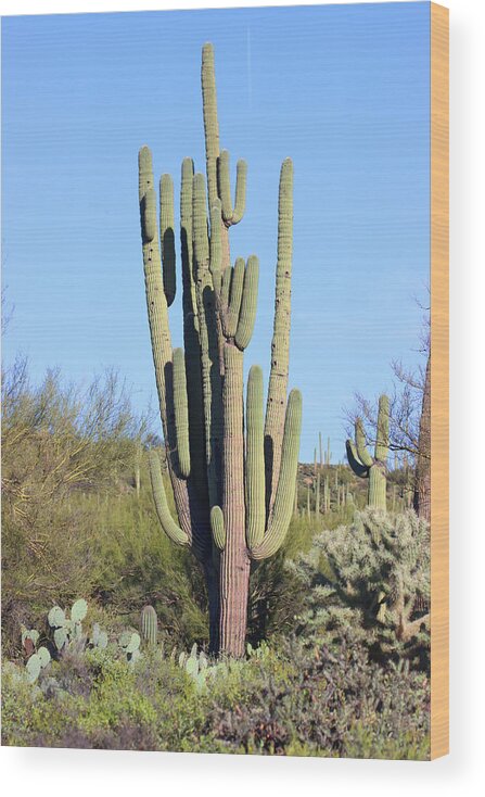  An Arizona Giant Saguaro Cactus Wood Print featuring the digital art An Arizona Giant Saguaro Cactus by Tom Janca
