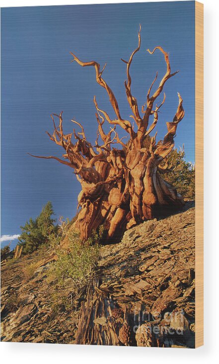 Dave Welling Wood Print featuring the photograph Ancient Bristlecone Pine White Mountains California by Dave Welling