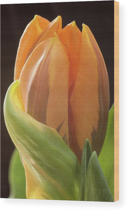 Tulip Wood Print featuring the photograph Apricot Tulip by Jill Love