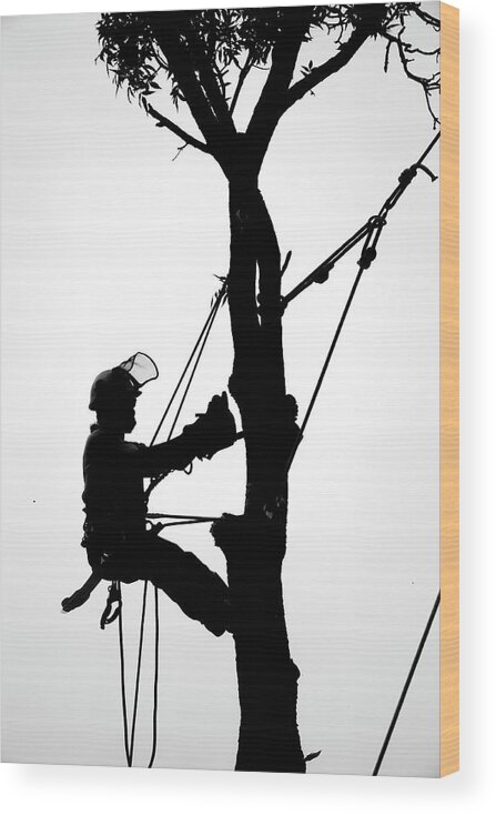 Arborist Wood Print featuring the photograph Arborist at Work 3 by Steven Ralser