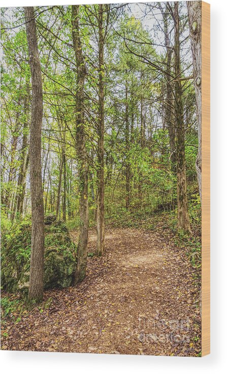 Runge Nature Center Wood Print featuring the photograph Around And Up by Jennifer White