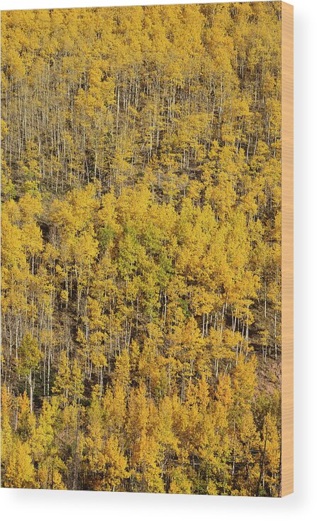 Aspen Wood Print featuring the photograph Aspen Texture by Aaron Spong