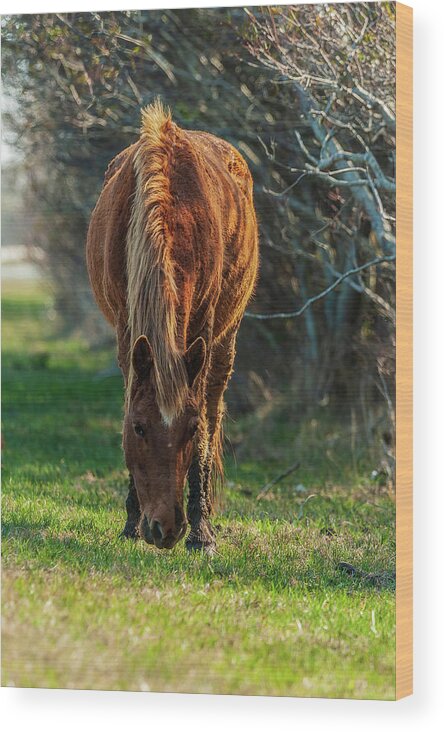 Assateague Ponies Wood Print featuring the photograph Assateague Pony by Louis Dallara