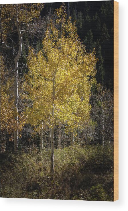 Autumn Wood Print featuring the photograph Autumn Aspen by Donnie Whitaker