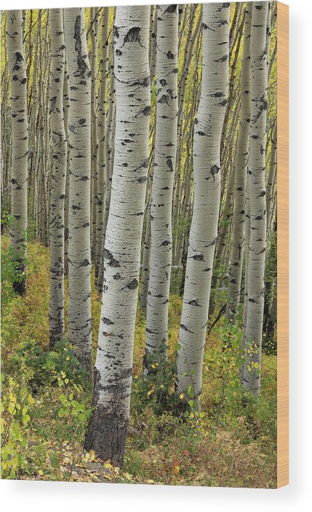 Aspen Wood Print featuring the photograph Autumn In-between by Denise Bush
