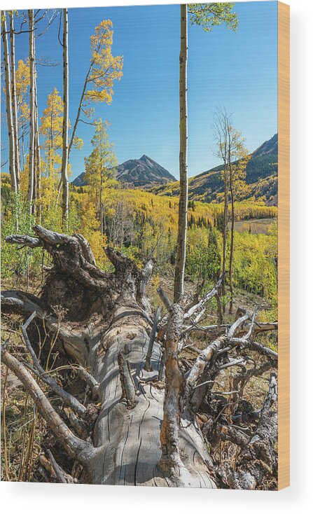 Aspens Wood Print featuring the photograph Autumn in Gothic Valley 3 by Ron Long Ltd Photography