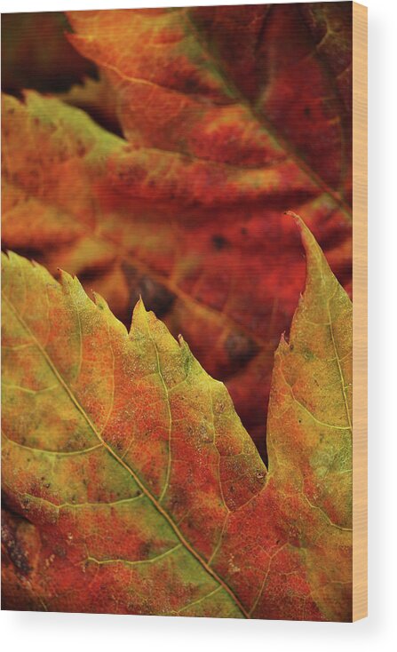 Fall Wood Print featuring the photograph Autumn Leaves by Bob Cournoyer