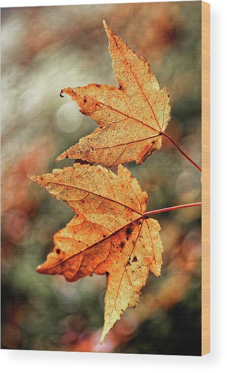 Autumn Leaves Duo Wood Print featuring the photograph Autumn Leaves Duo by Doolittle Photography and Art