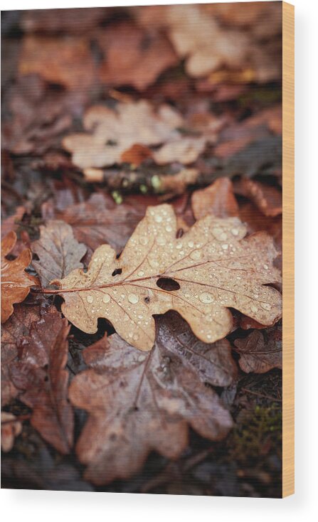 Forest Wood Print featuring the photograph Autumn Leaves by Gavin Lewis