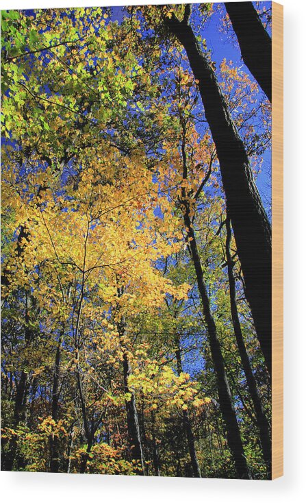 Autumn Wood Print featuring the photograph Autumn Splendor by Steve Ember