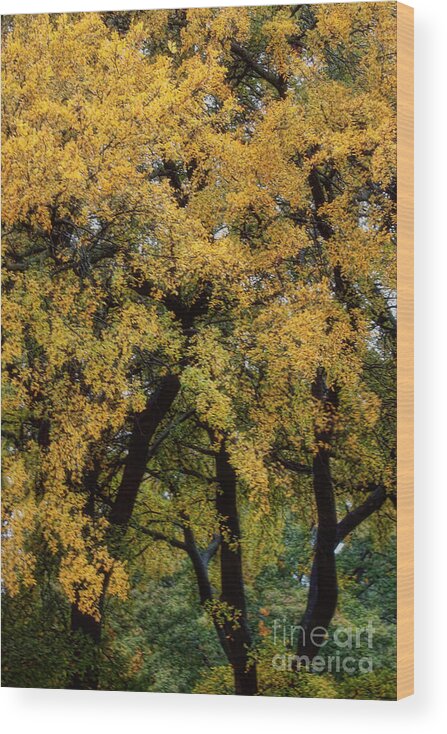 Trees Wood Print featuring the photograph Autumn Tree by Joan Bertucci