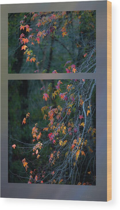 Liquidambar Wood Print featuring the photograph Autumn tree by Karen Rispin