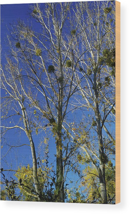 Landscape Wood Print featuring the photograph Azure blue by Karine GADRE