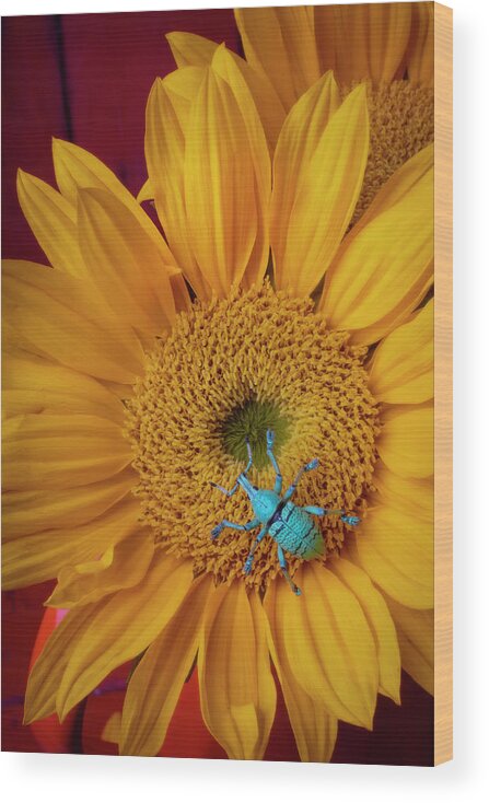 Boll Weevil Wood Print featuring the photograph B0ll Weevil On Sunflower by Garry Gay