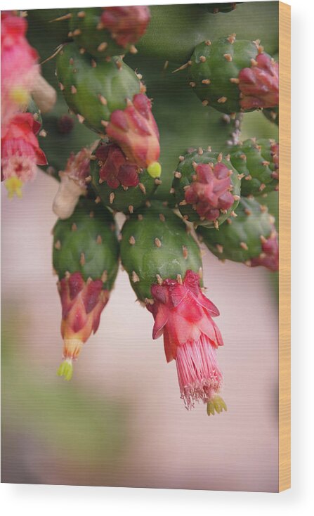 San Diego Wood Print featuring the photograph Balboa Park Desert Garden Cactus by William Dunigan