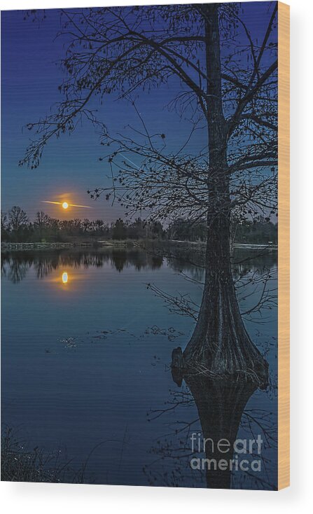 Night Wood Print featuring the photograph Bald Cyprus Tree Under Moon Light by Tom Watkins PVminer pixs