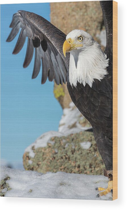 Bald Eagle Wood Print featuring the photograph Bald Eagle Stretch by Phillip Rubino