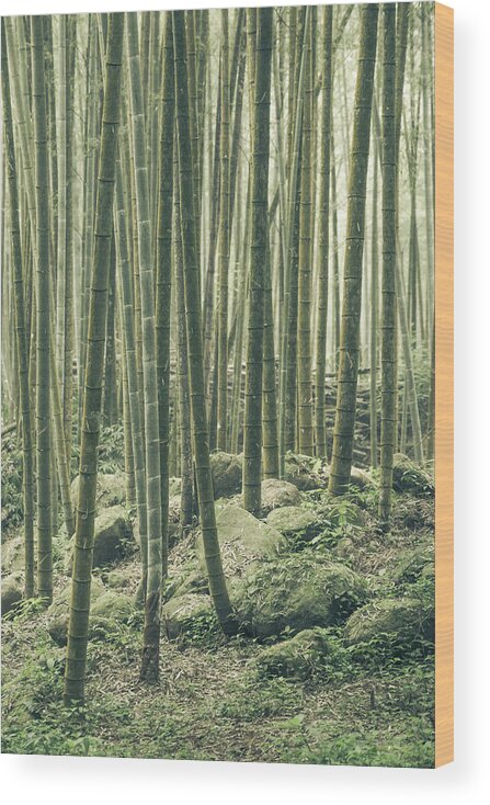 Bamboo Wood Print featuring the photograph Bamboo Silence by Alexander Kunz