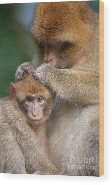 70034484 Wood Print featuring the photograph Barbary Macaques Grooming by Heike Odermatt