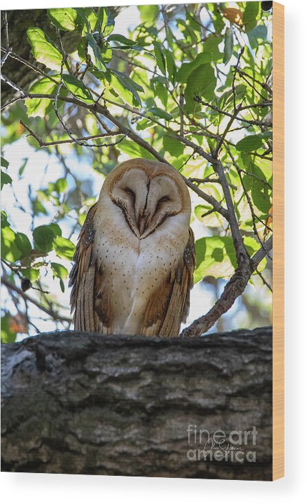 Barn Wood Print featuring the photograph Barn Owl by Alice Schlesier