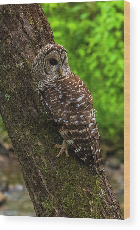 Great Smoky Mountains National Park Wood Print featuring the photograph Barred Owl 2 by Melissa Southern