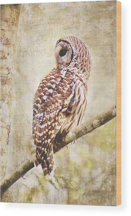 Barred Owl Wood Print featuring the photograph Barred Owl in Alder Tree by Peggy Collins