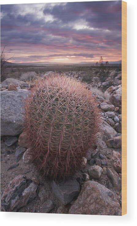 San Diego Wood Print featuring the photograph Barrel Cactus and Colorful Clouds by William Dunigan