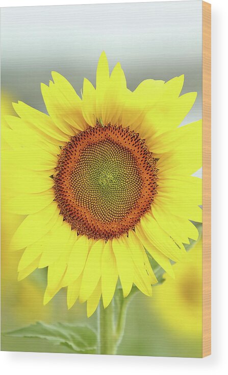 Sunflower Wood Print featuring the photograph Basking In The Sun by Lens Art Photography By Larry Trager