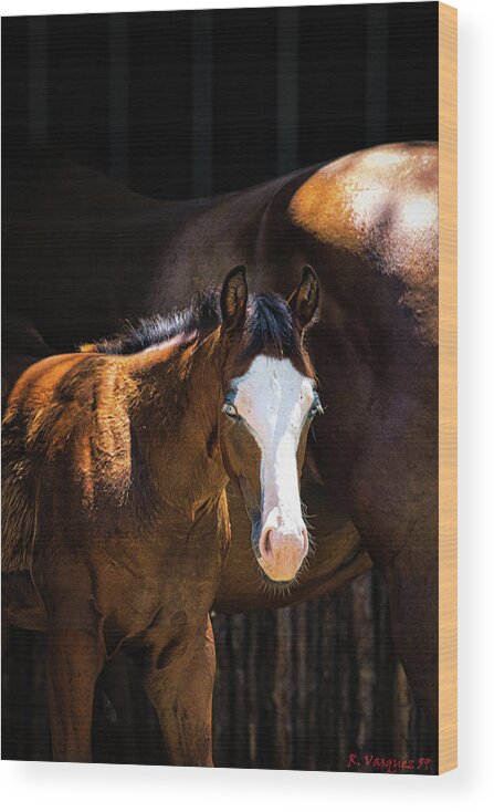 Horse Wood Print featuring the photograph Bay Colt by Rene Vasquez