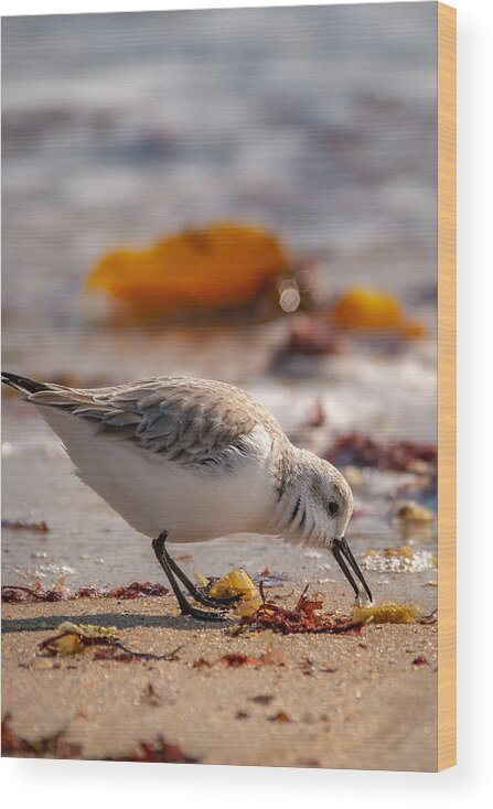 Shore Bird Wood Print featuring the photograph Beach Salad by Linda Bonaccorsi