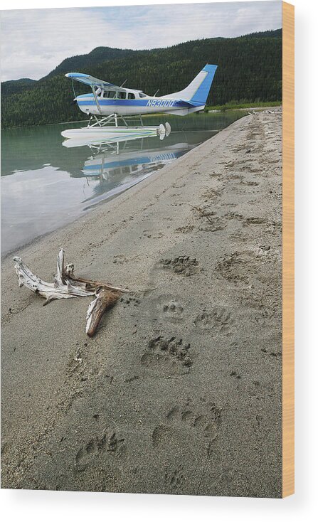 Alaska Wood Print featuring the photograph Bear Tracks in Alaska by Cheryl Strahl