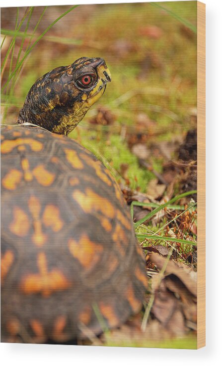 Turtle Wood Print featuring the photograph Beautiful Box Turtle Gaze by Kristia Adams