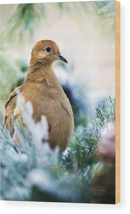 Bird Wood Print featuring the painting Beautiful Dove by Christina Rollo