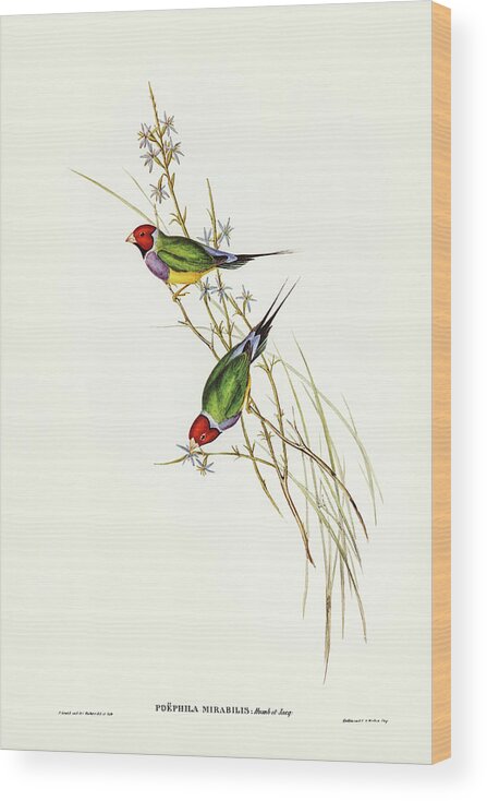 Beautiful Grass Finch Wood Print featuring the drawing Beautiful Grass Finch, Poephila mirabilis by John Gould
