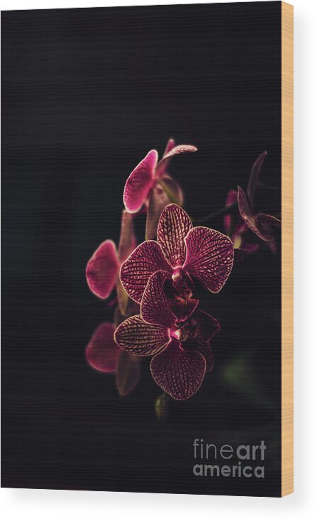 Orchid Wood Print featuring the photograph Beautiful orchid flower on dark background. by Jelena Jovanovic
