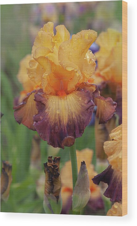 Jenny Rainbow Fine Art Photography Wood Print featuring the photograph Beauty Of Irises - Jazz Band 2 by Jenny Rainbow
