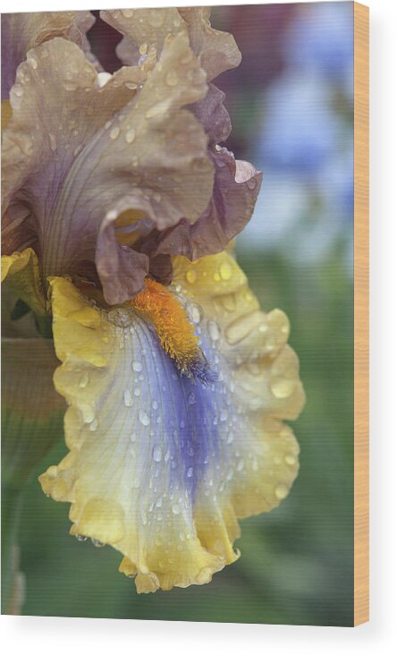 Jenny Rainbow Fine Art Photography Wood Print featuring the photograph Beauty Of Irises. Karibik Macro 1 by Jenny Rainbow