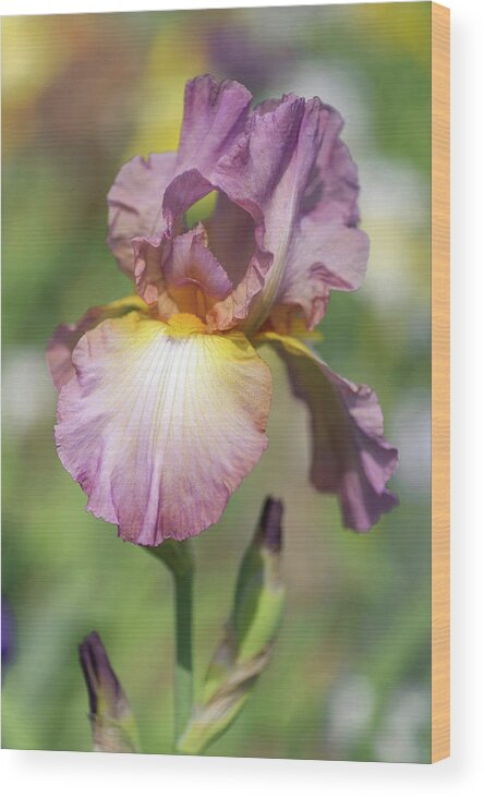Jenny Rainbow Fine Art Photography Wood Print featuring the photograph Beauty Of Irises. Souzvuk 1 by Jenny Rainbow