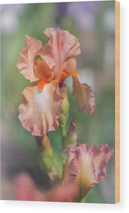 Jenny Rainbow Fine Art Photography Wood Print featuring the photograph Beauty Of Irises. Symphonette by Jenny Rainbow