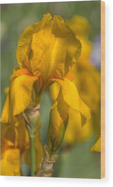 Jenny Rainbow Fine Art Photography Wood Print featuring the photograph Beauty Of Irises. Zlatokop by Jenny Rainbow